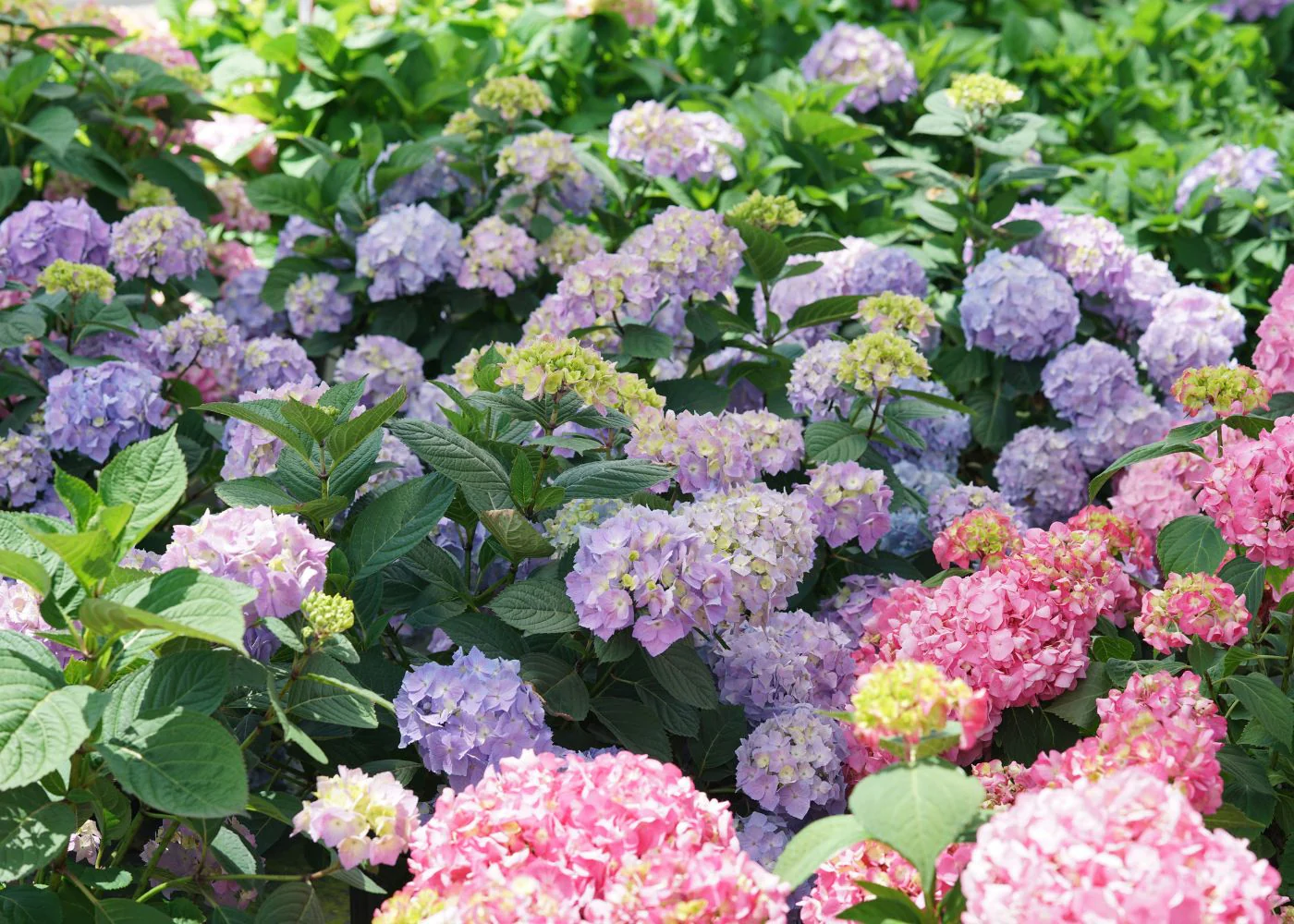 Bloom With Timeless Elegance