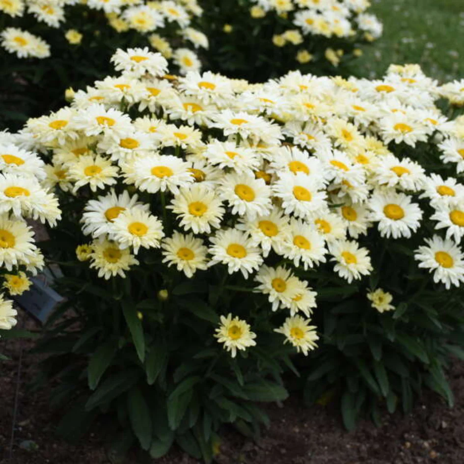 Amazing Daisies® 'Banana Cream II' Shasta Daisy - Image 2