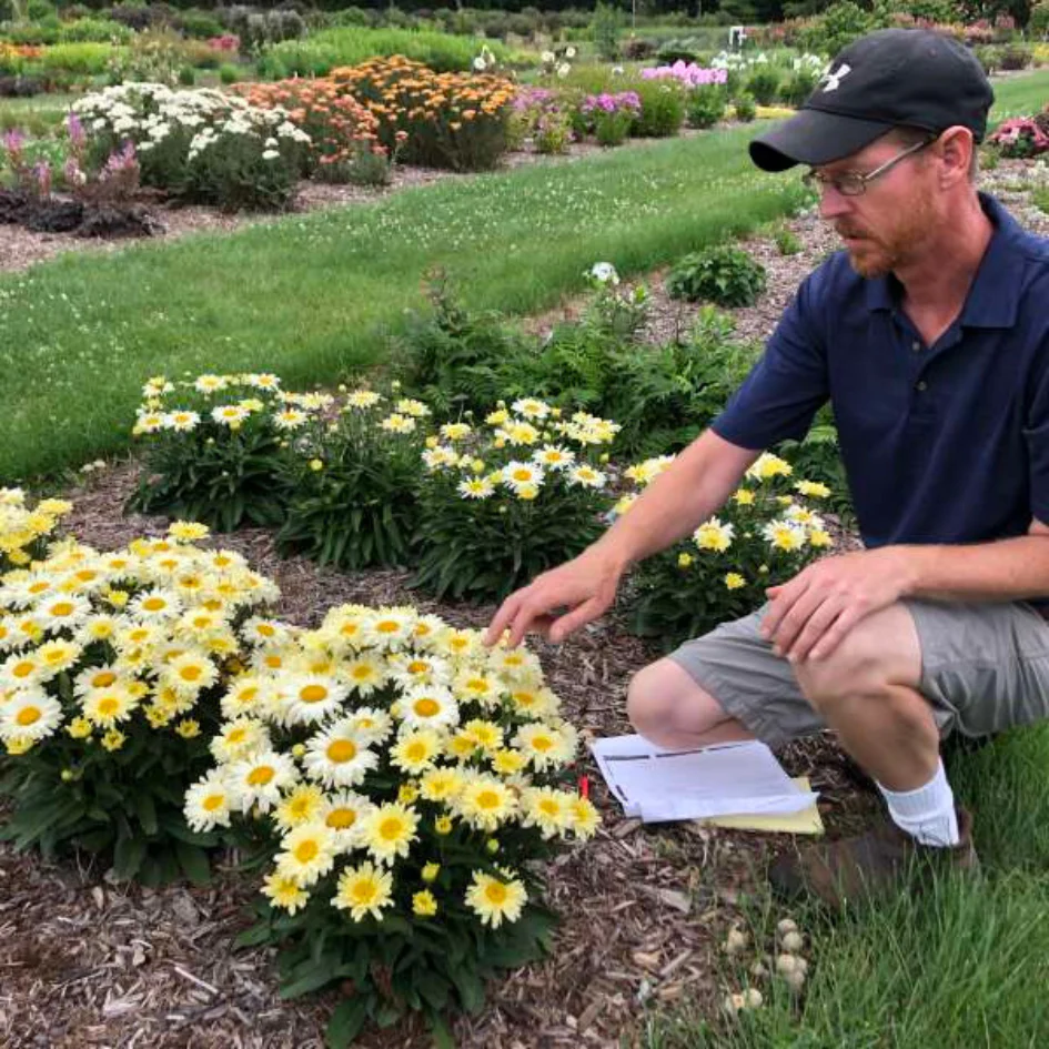 Amazing Daisies® 'Banana Cream II' Shasta Daisy - Image 3