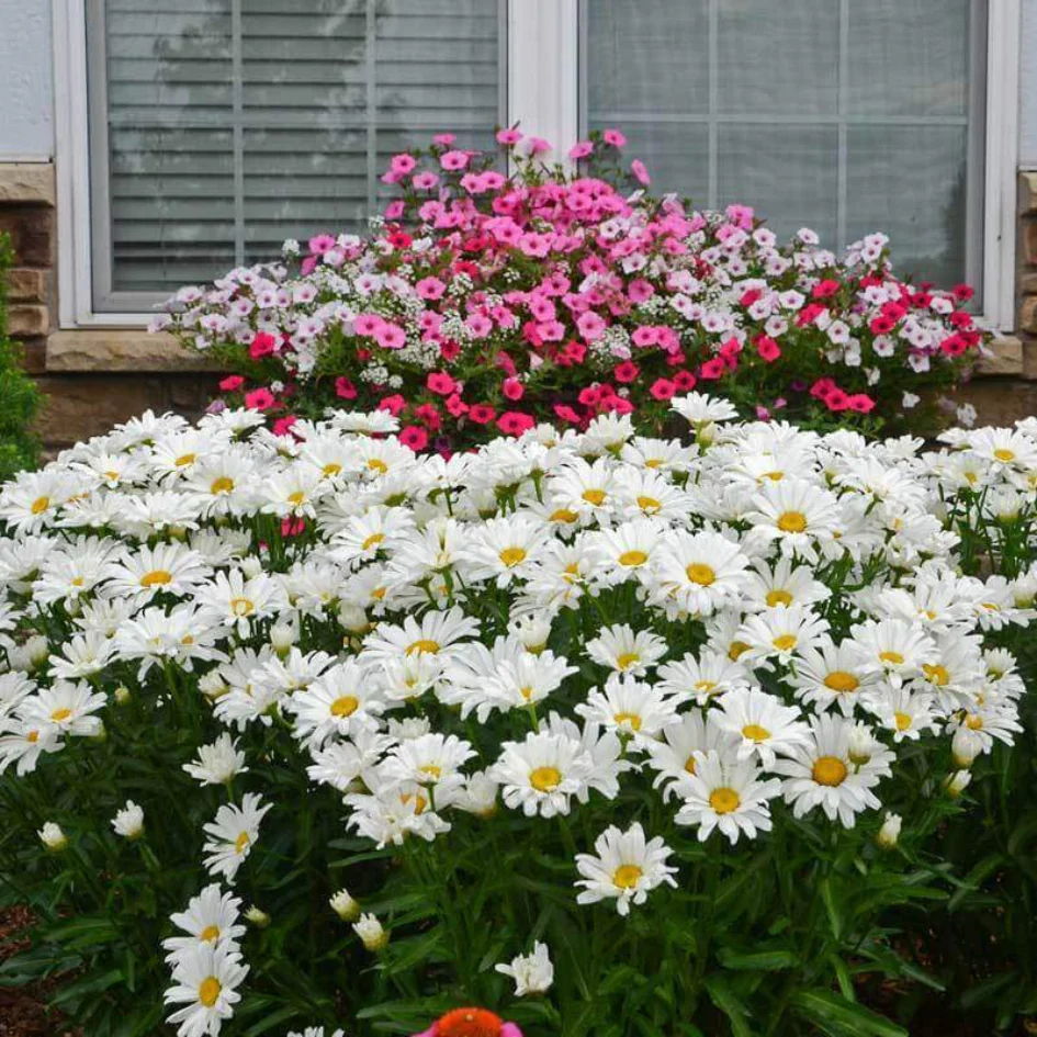 Amazing Daisies® Daisy May® Shasta Daisy - Image 2