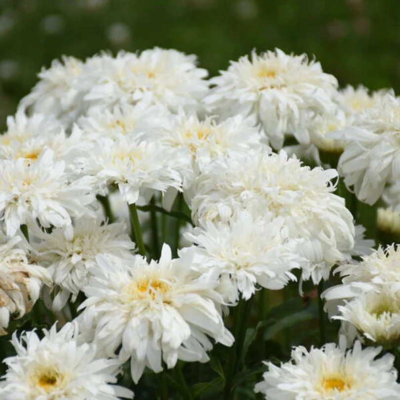 Amazing Daisies® 'Marshmallow' Shasta Daisy - Image 2