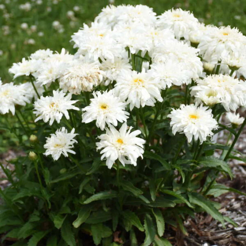 Amazing Daisies® 'Marshmallow' Shasta Daisy - Image 3