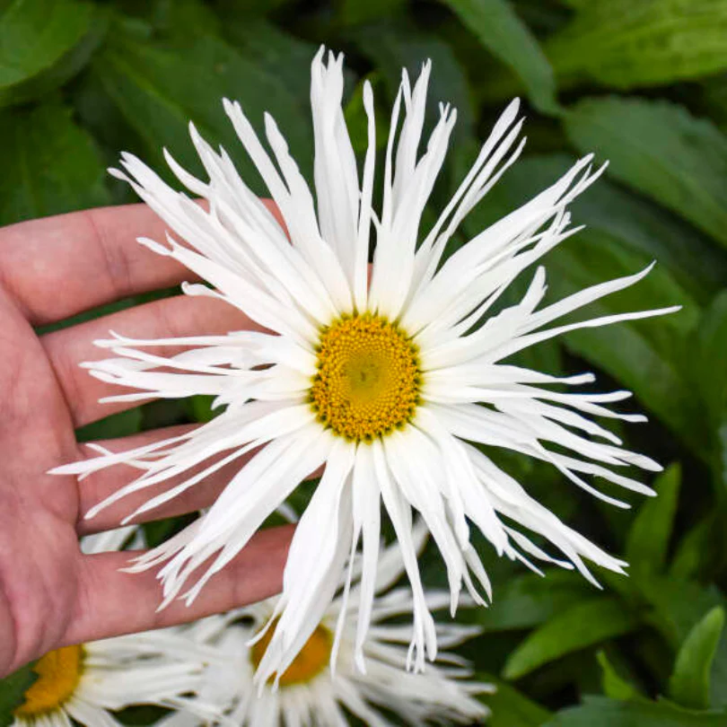 Amazing Daisies® 'Spun Silk' Shasta Daisy - Image 2