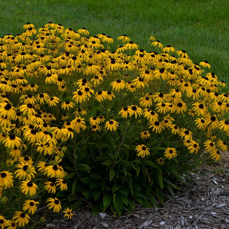 'American Gold Rush' Black-Eyed Susan (Rudbeckia) - Image 2