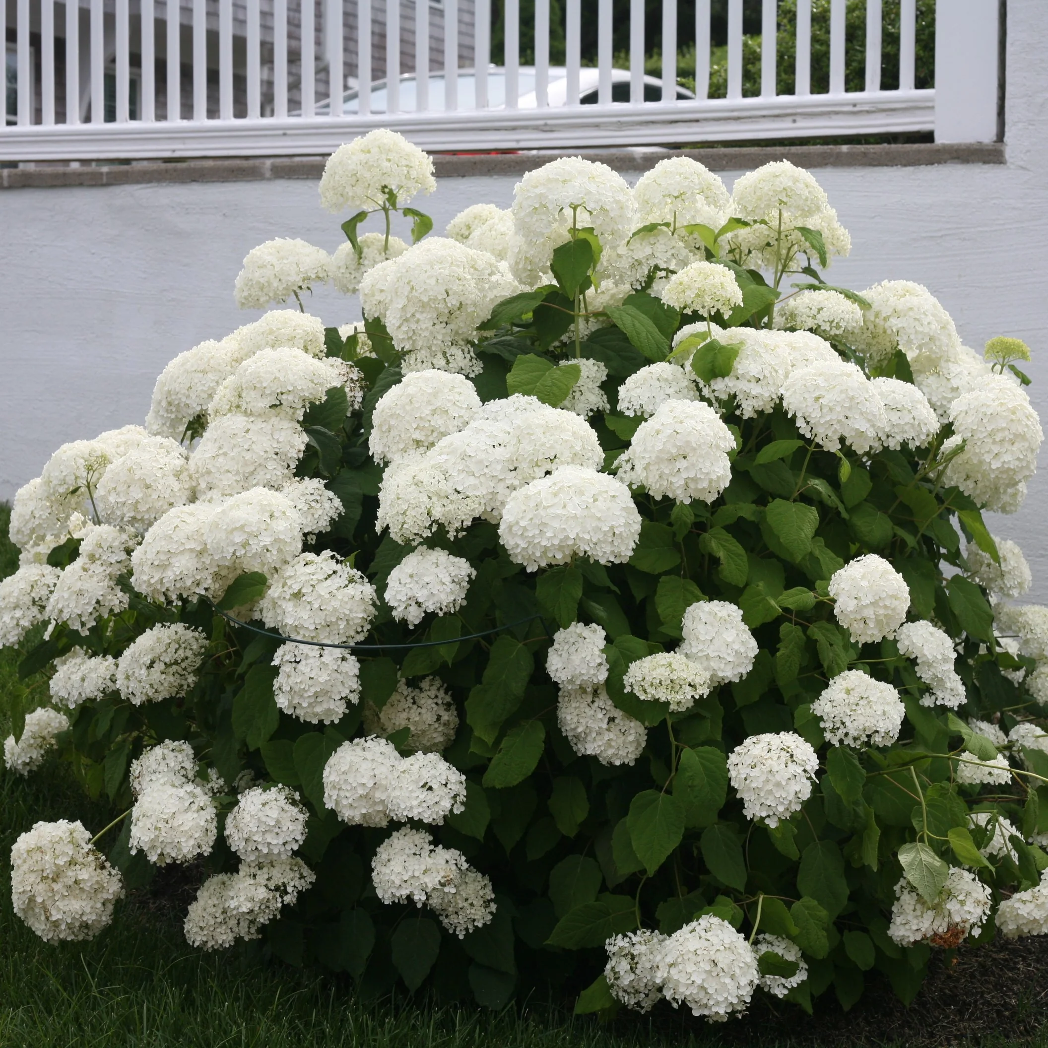 'Annabelle' Smooth Hydrangea - DISCONTINUED - Image 2