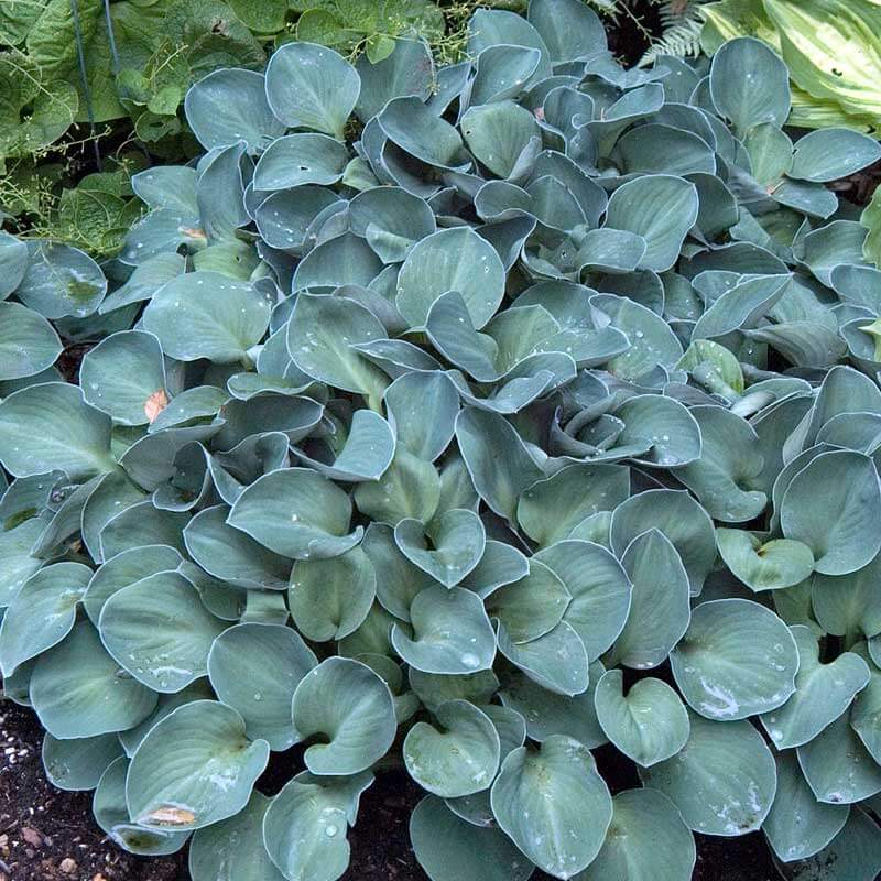 'Blue Mouse Ears' Hosta - Image 2