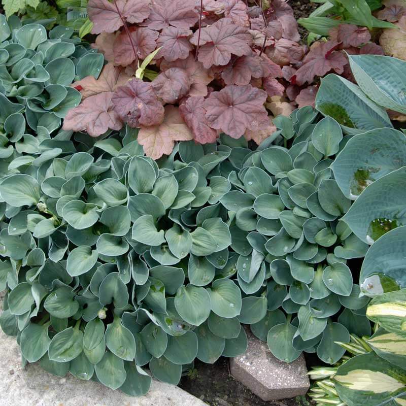 'Blue Mouse Ears' Hosta - Image 5
