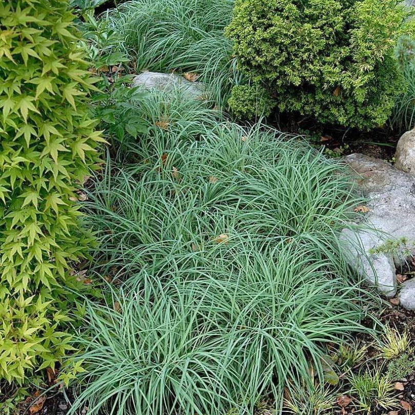 All Plants