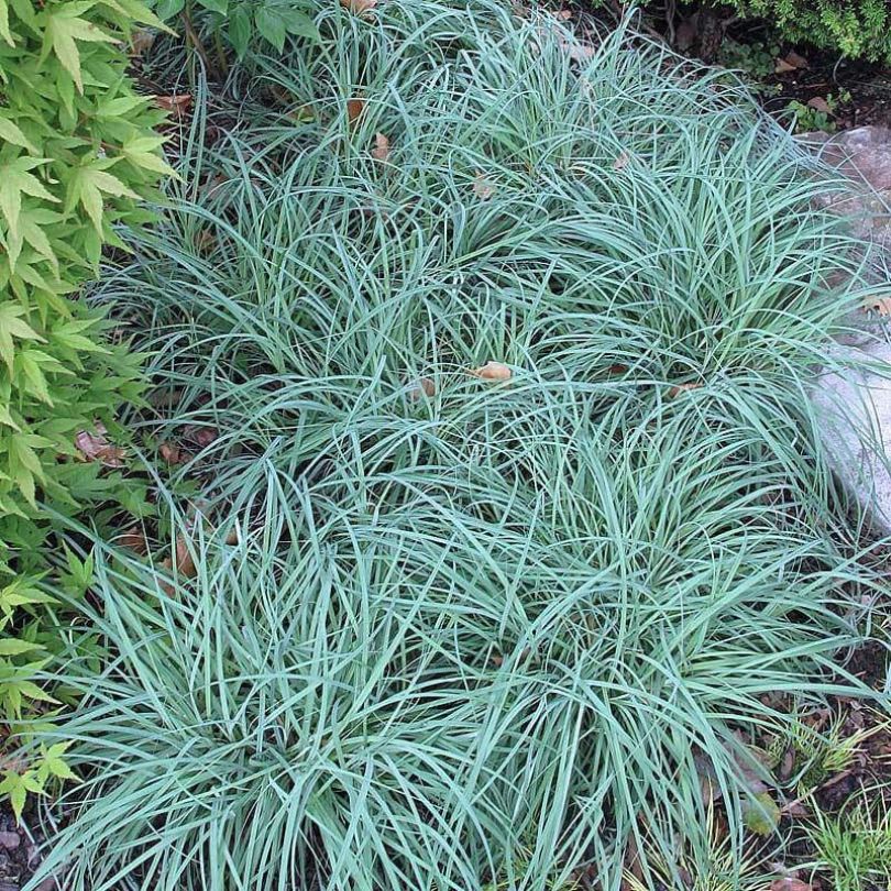 'Blue Zinger' Sedge - Image 2