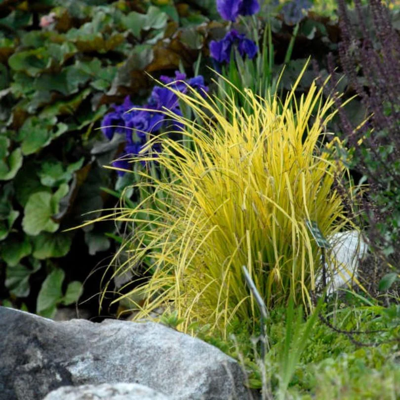 'Bowles Golden' Sedge - Image 2