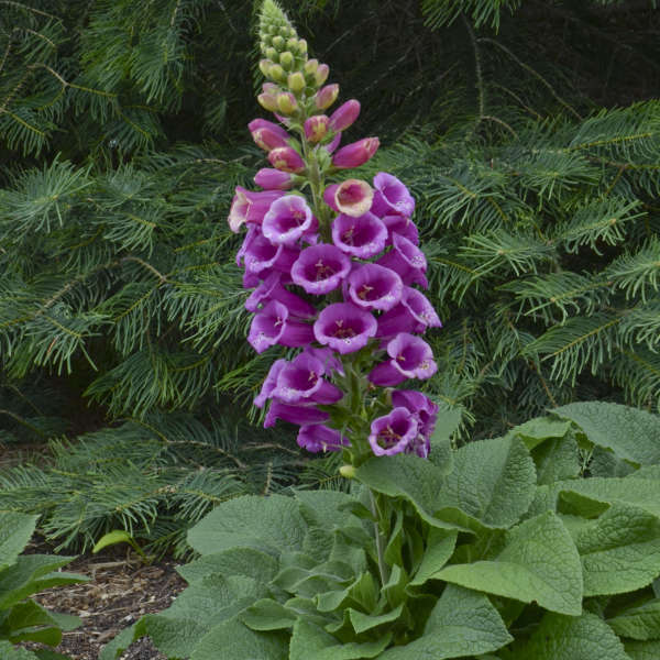 'Candy Mountain' Foxglove - Image 2