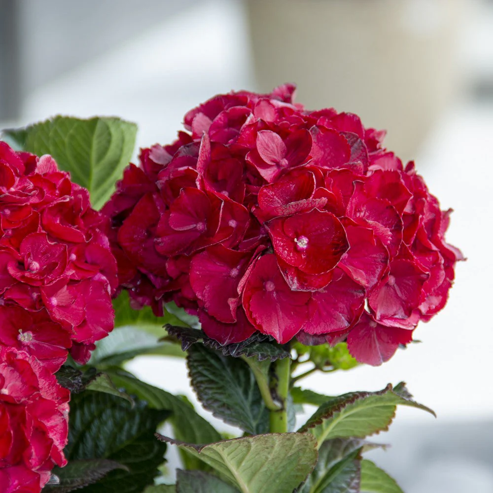 Cherry-Go-Round™ Bigleaf Hydrangea - Image 2