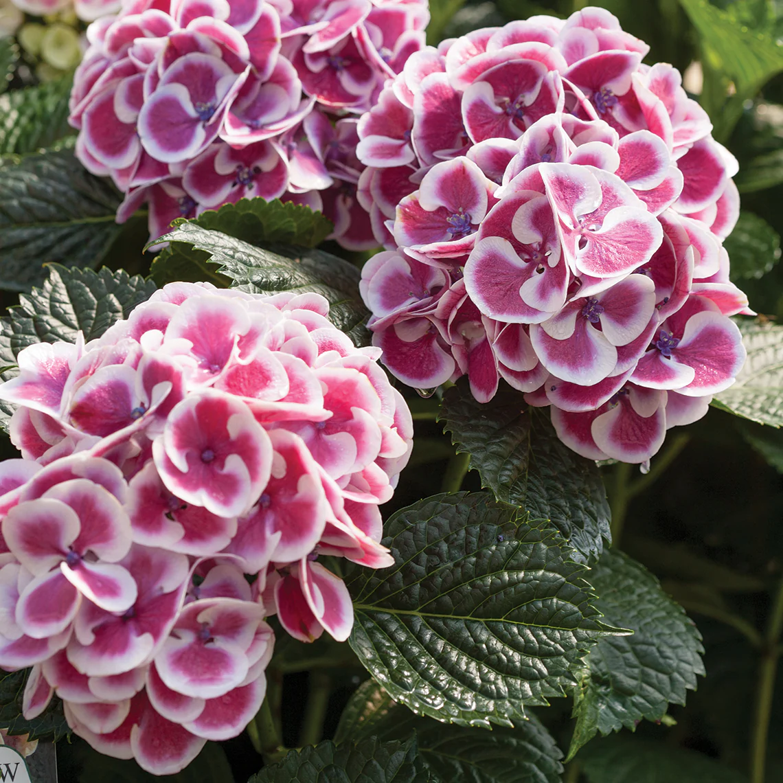 Cityline® Mars Bigleaf Hydrangea - DISCONTINUED - Image 2