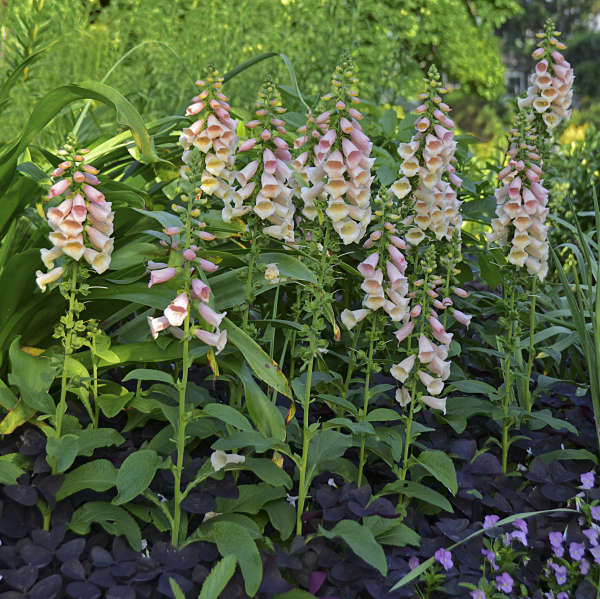 'Dalmatian Peach' Foxglove - Image 2