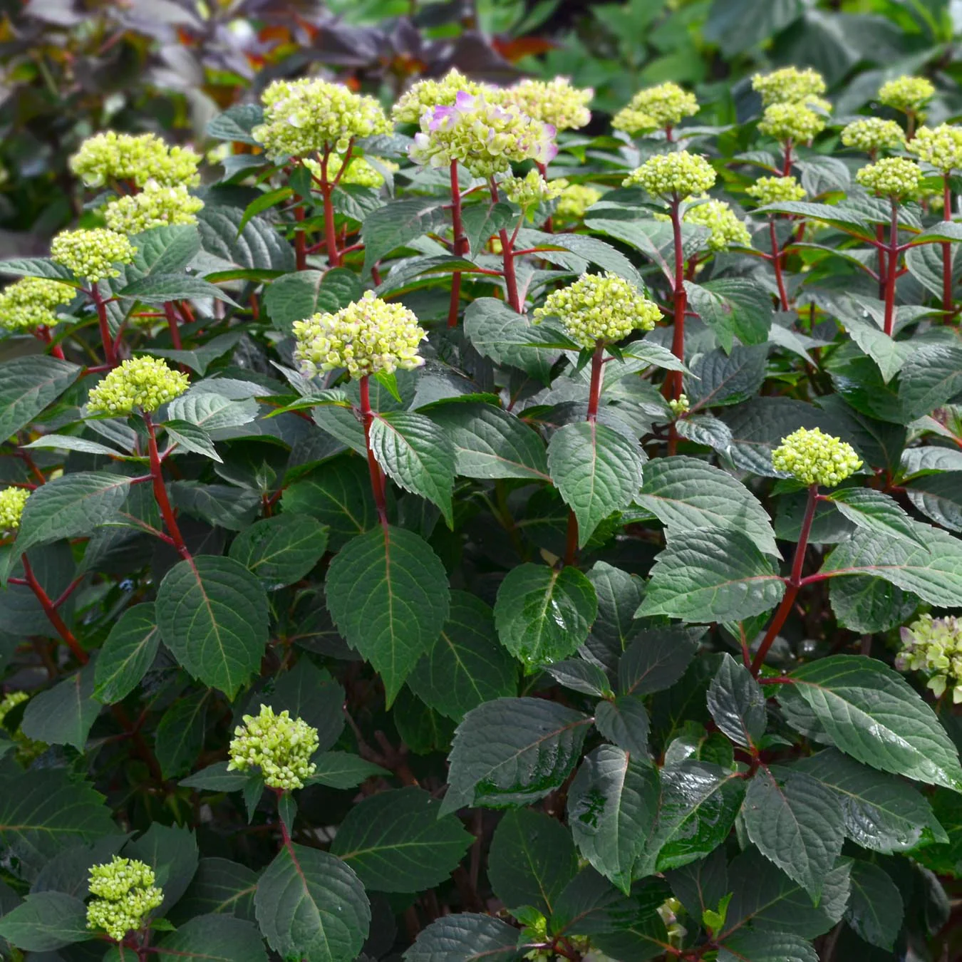 Endless Summer® BloomStruck® Bigleaf Hydrangea - Image 2