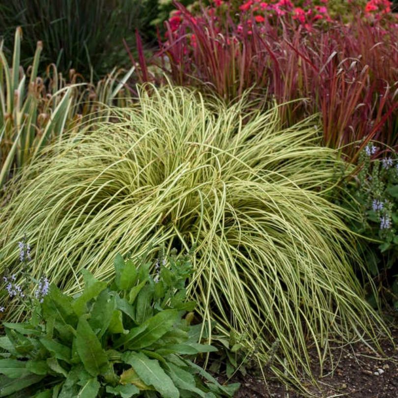 'Evergold' Sedge - Image 2