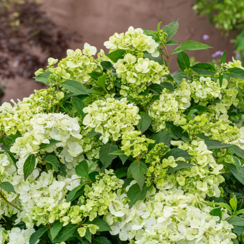 Fairytrail™ Green Cascade Hydrangea - Image 2