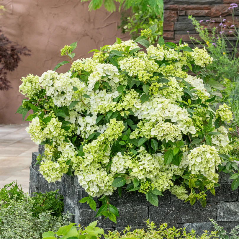 Fairytrail™ Green Cascade Hydrangea - Image 3