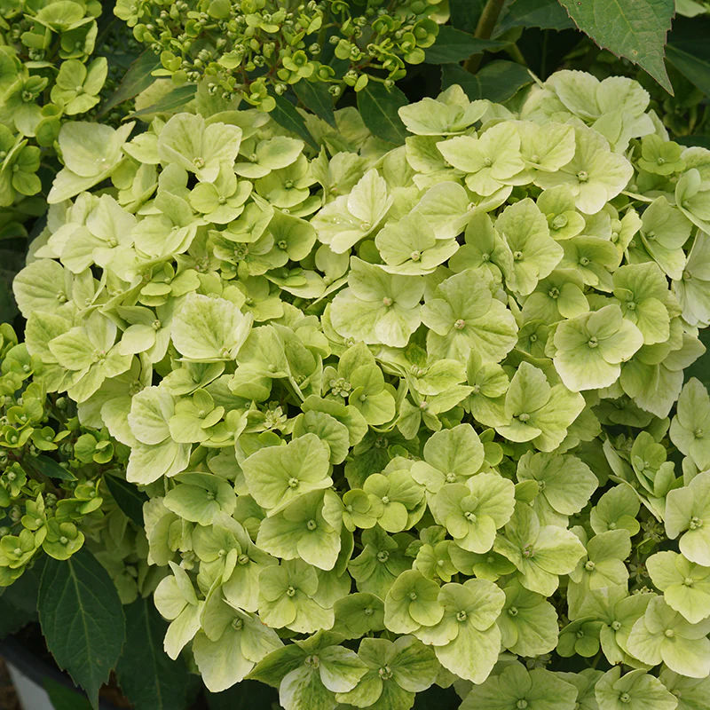 Fairytrail™ Green Cascade Hydrangea - Image 4