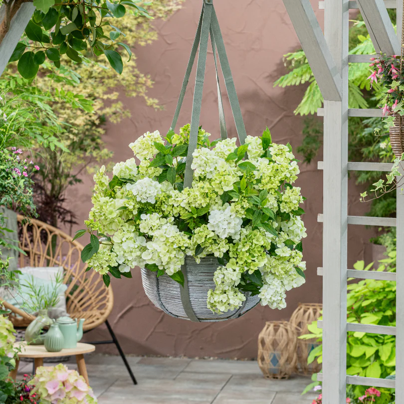 Fairytrail™ Green Cascade Hydrangea - Image 5