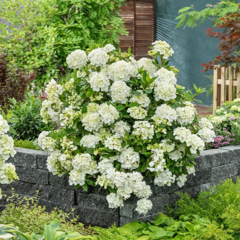 Fairytrail™ White Cascade Hydrangea - Image 2