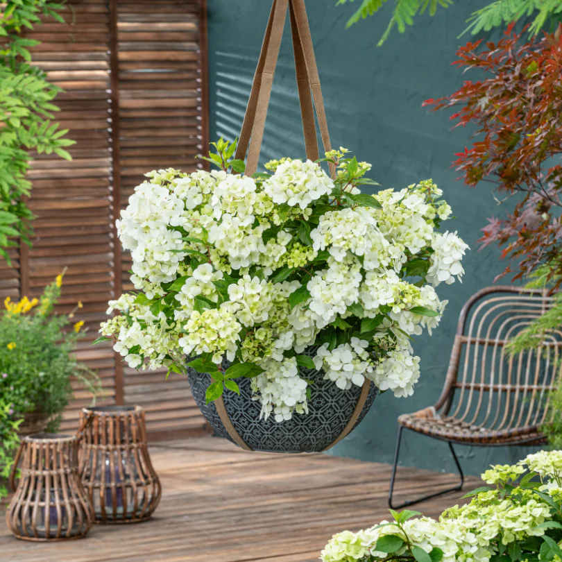 Fairytrail™ White Cascade Hydrangea - Image 3