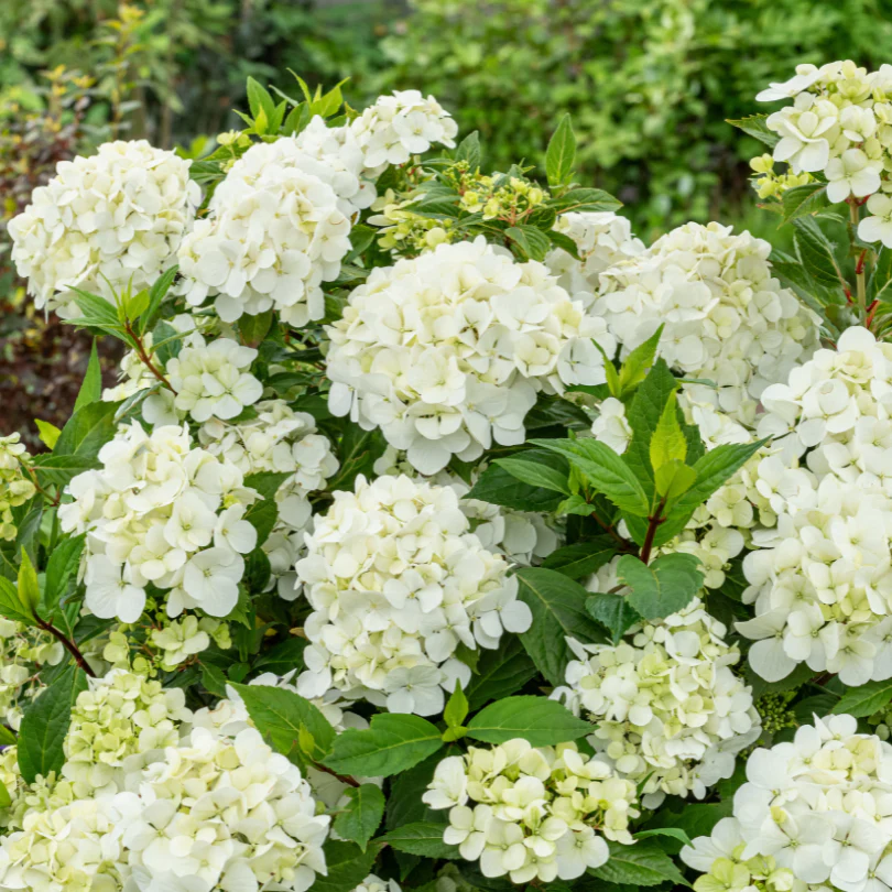 Fairytrail™ White Cascade Hydrangea - Image 4