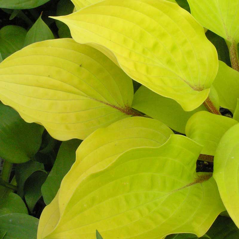 'Fire Island' Hosta - Image 2
