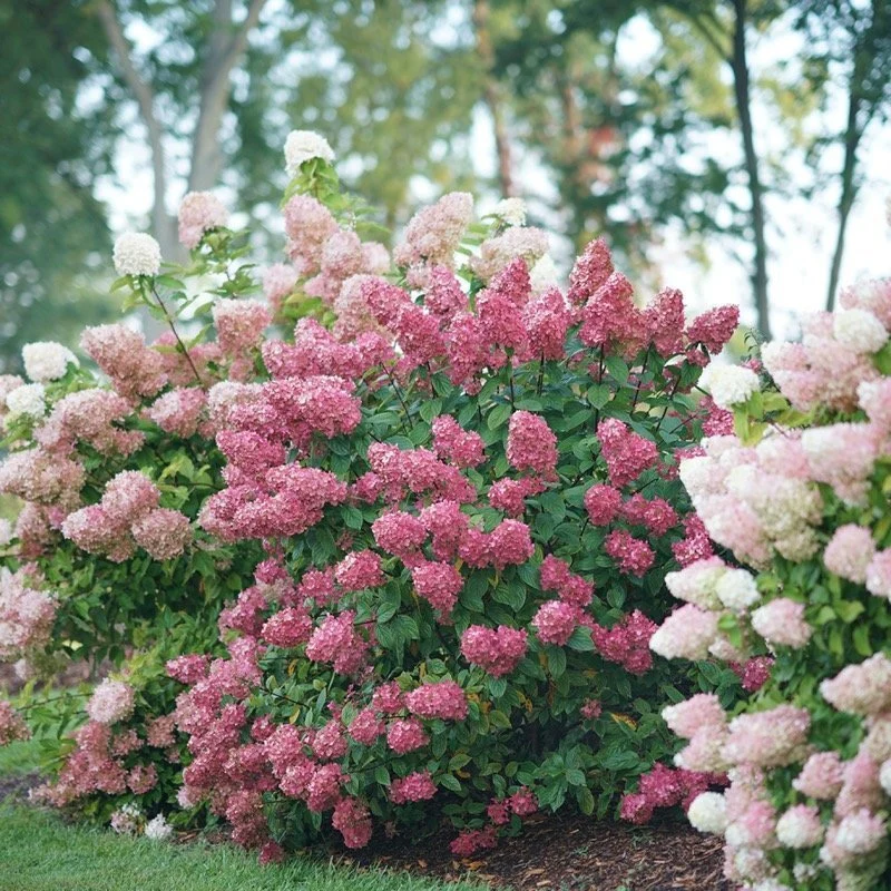 Fire Light® Panicle Hydrangea - Image 2