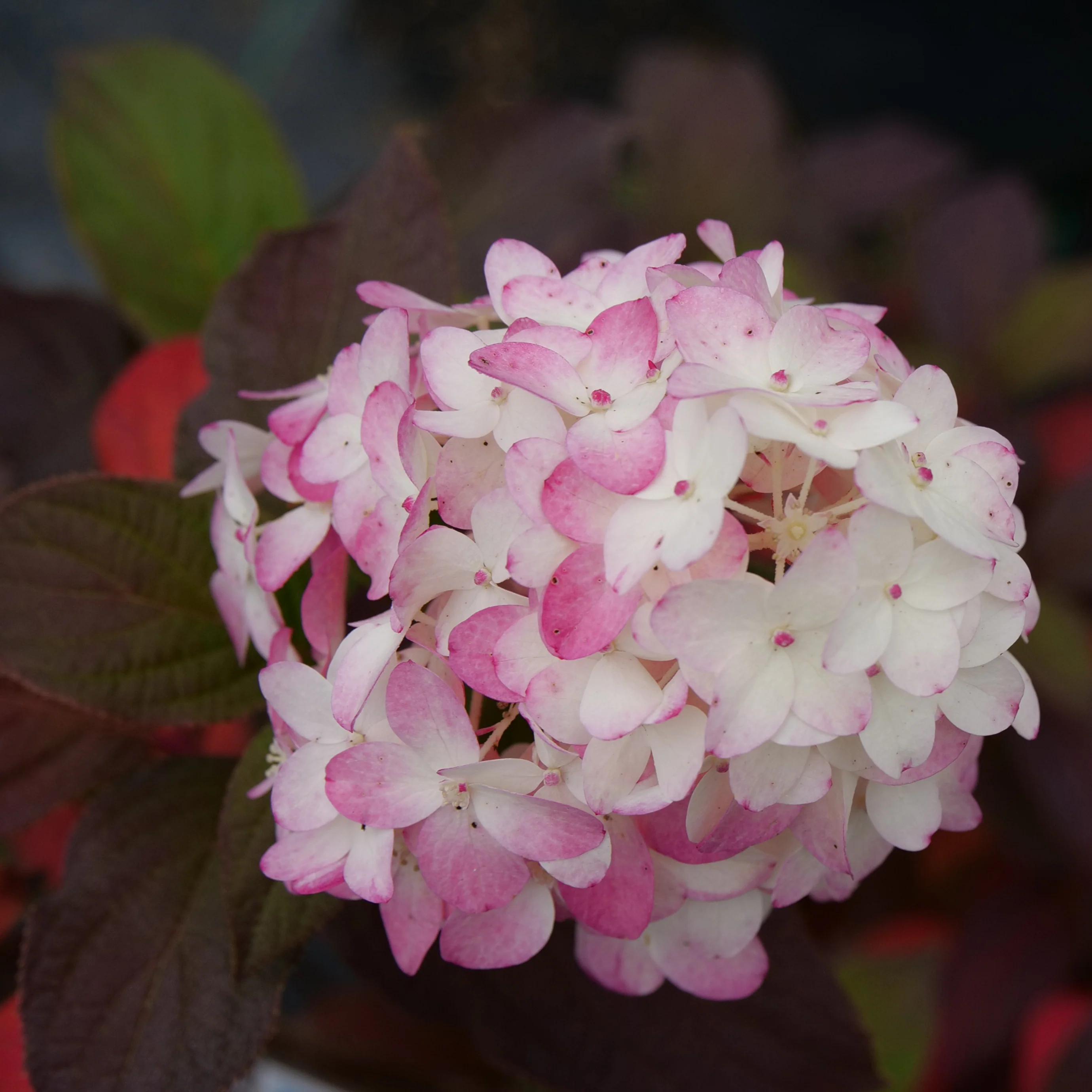 Fire Light Tidbit® Panicle Hydrangea - Image 2