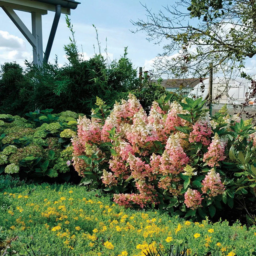 'Flare'™ Panicle Hydrangea - Image 3