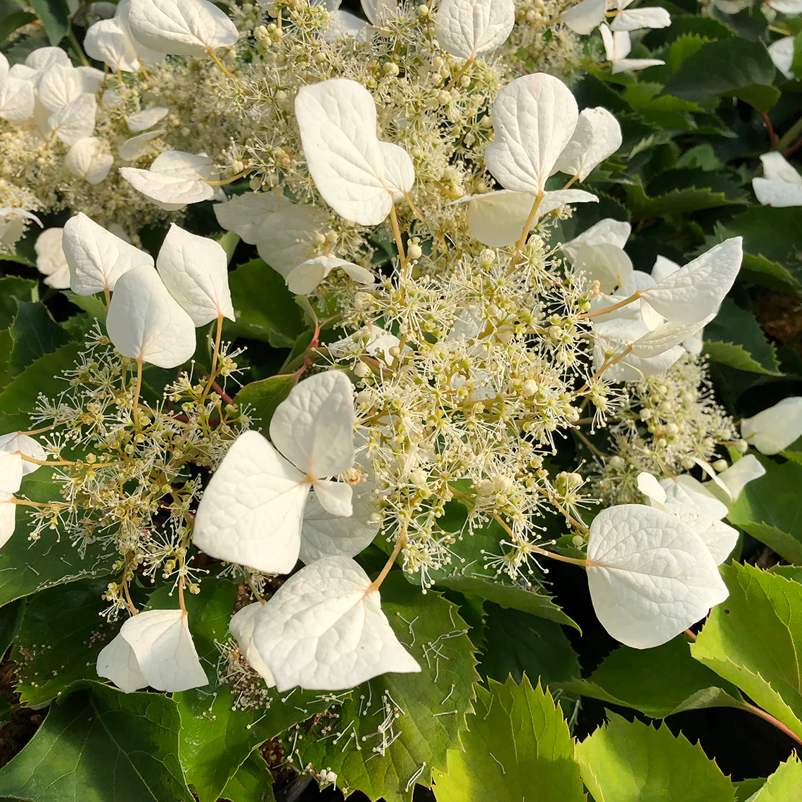 Flirty Girl™ False Hydrangea Vine - Image 2