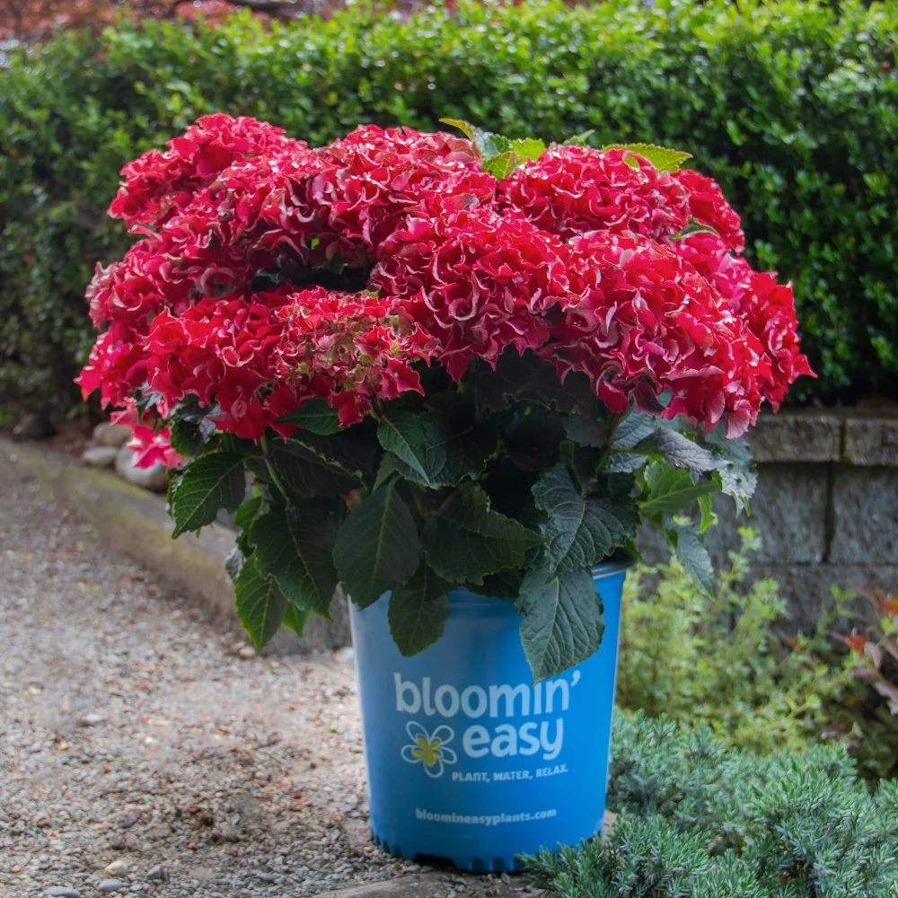 Frill Ride™ Bigleaf Hydrangea