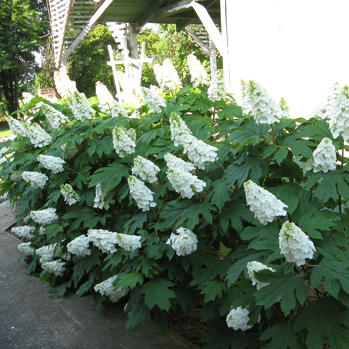 Gatsby Gal® Oakleaf Hydrangea