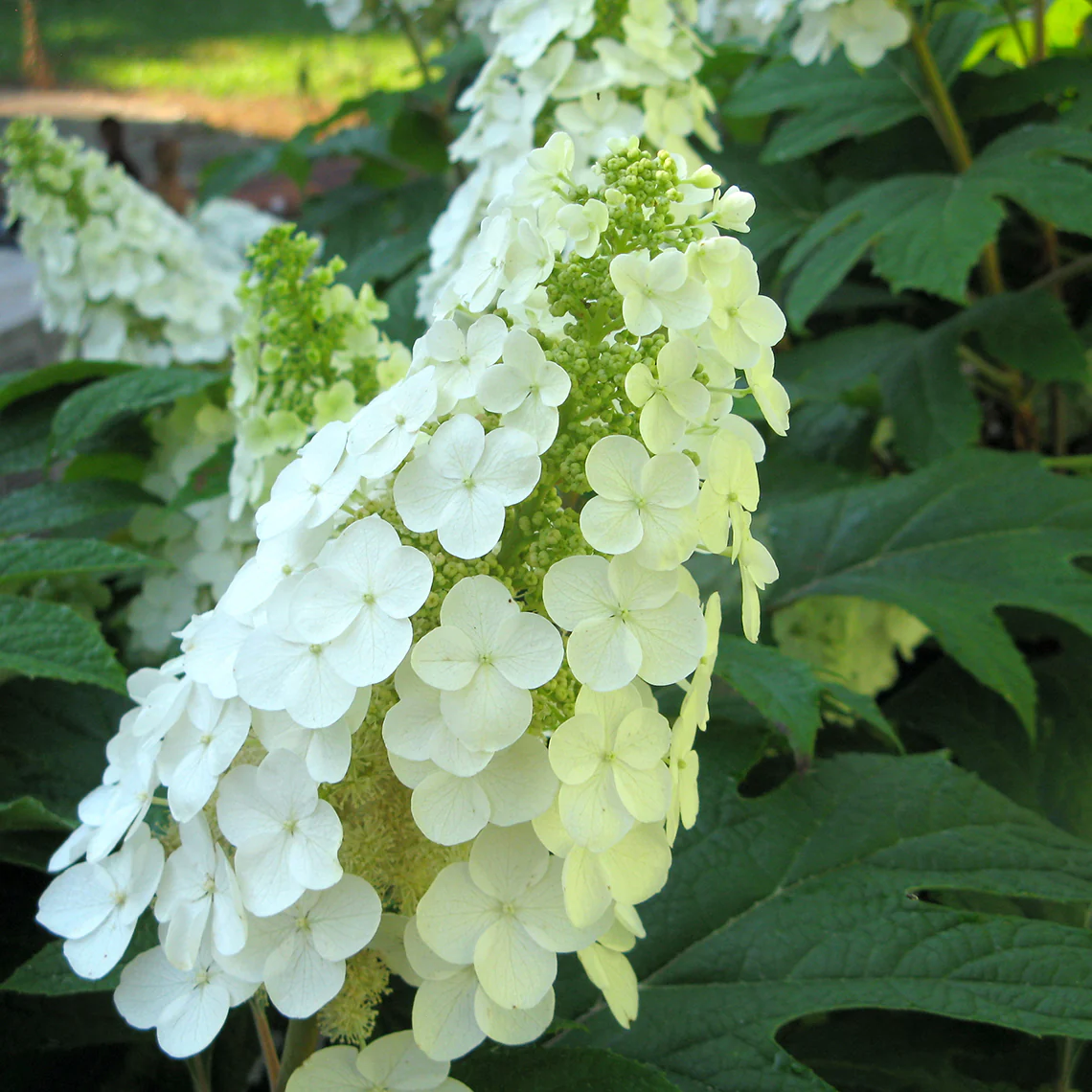 Gatsby Gal® Oakleaf Hydrangea - Image 2