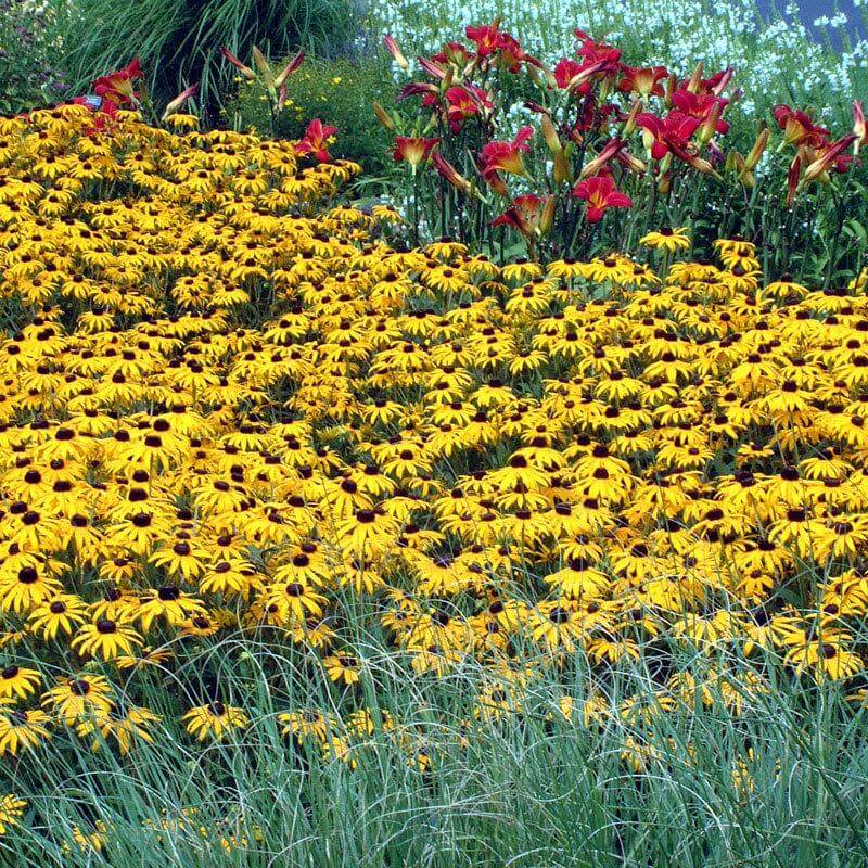 'Goldsturm' Black-Eyed Susan (Rudbeckia) - Image 2