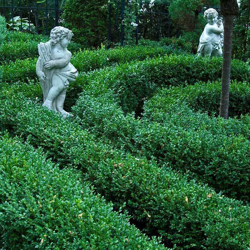 'Green Velvet' Boxwood - Image 2