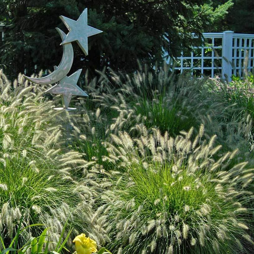 'Hameln' Fountain Grass - Image 2