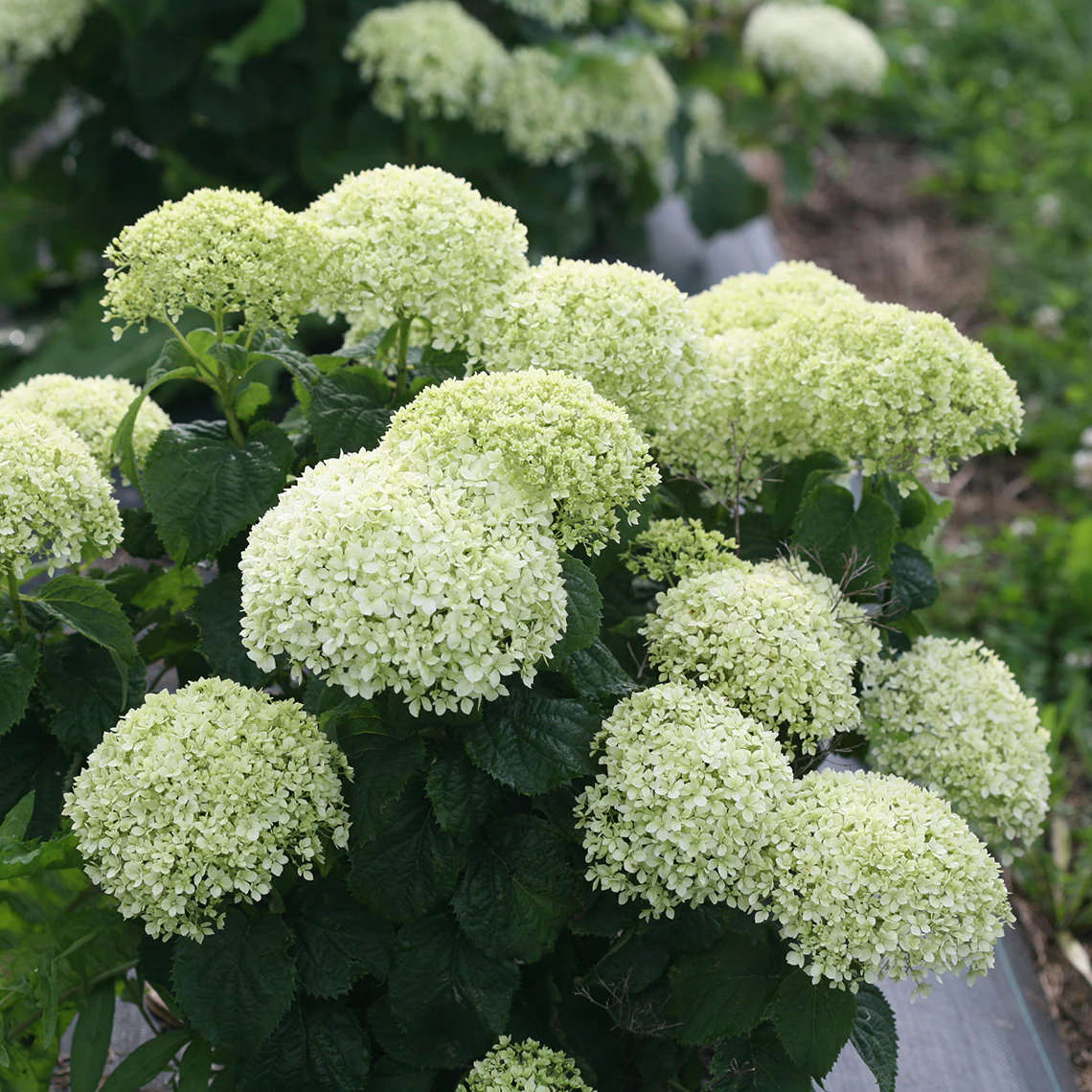 Invincibelle Limetta® Smooth Hydrangea - Image 2