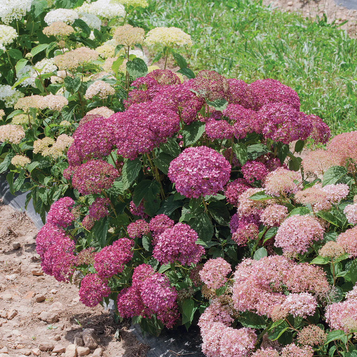 Invincibelle Mini Mauvette® Smooth Hydrangea - Image 2