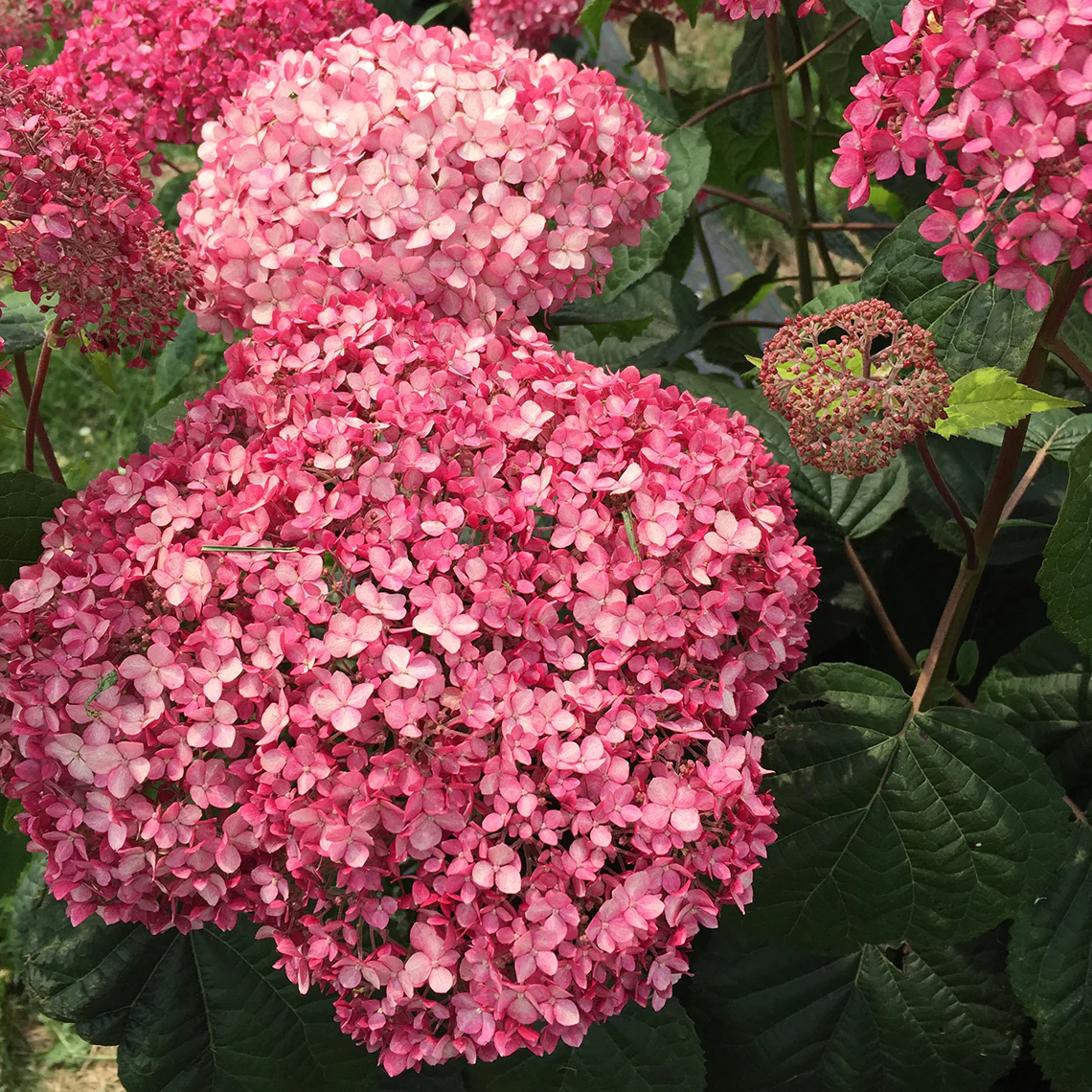 Invincibelle Spirit® II Smooth Hydrangea - Image 2