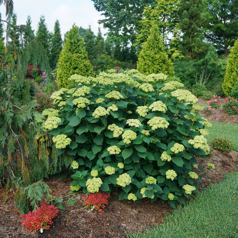 Invincibelle Sublime™ Smooth Hydrangea - Image 2
