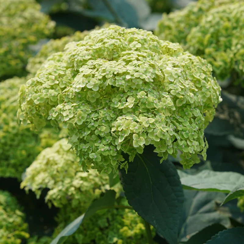 Invincibelle Sublime™ Smooth Hydrangea - Image 3