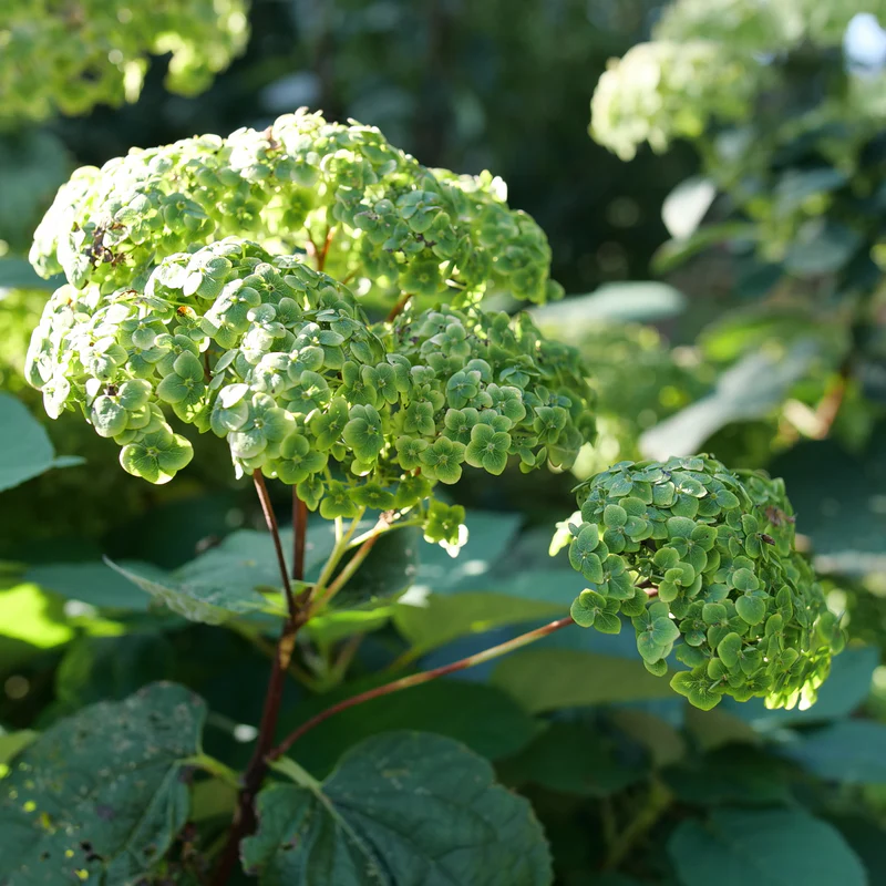 Invincibelle Sublime™ Smooth Hydrangea - Image 4