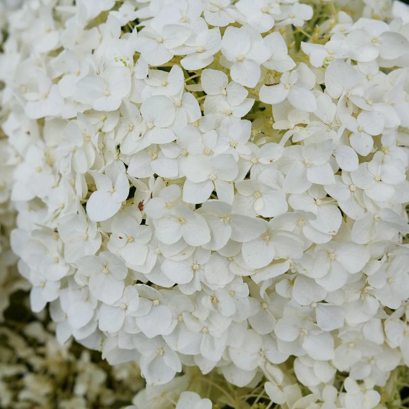 Invincibelle Wee White 2.0 Smooth Hydrangea - Image 2