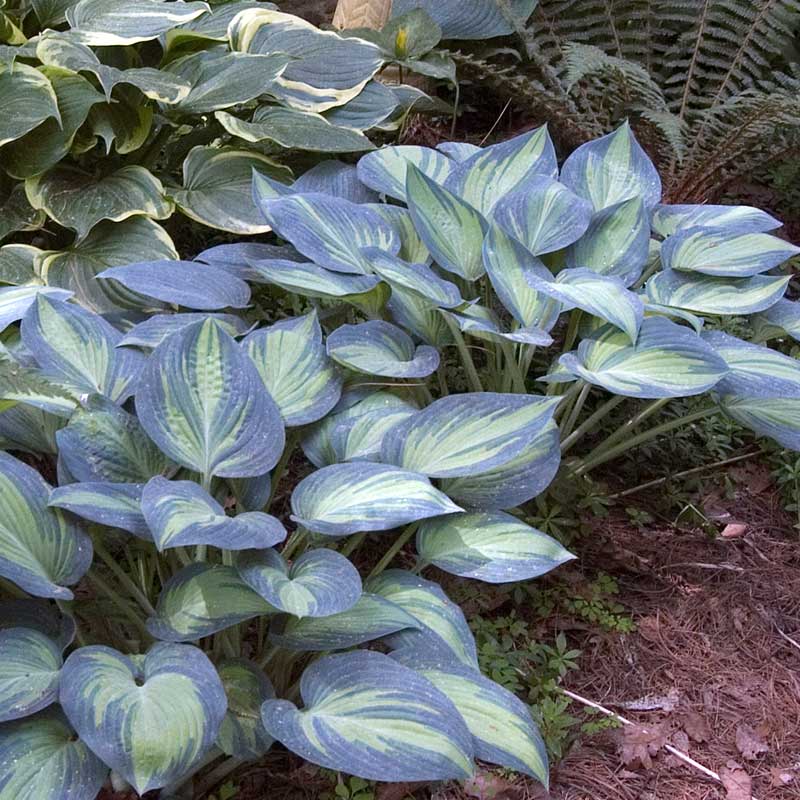 'June' Hosta - Image 2