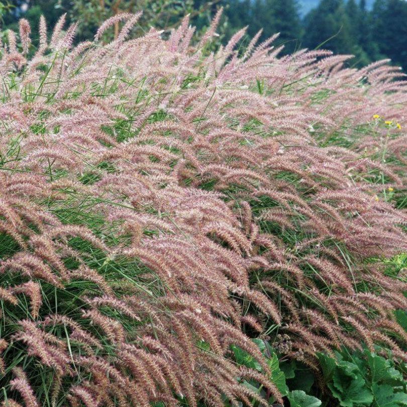 'Karley Rose' Fountain Grass - Image 2