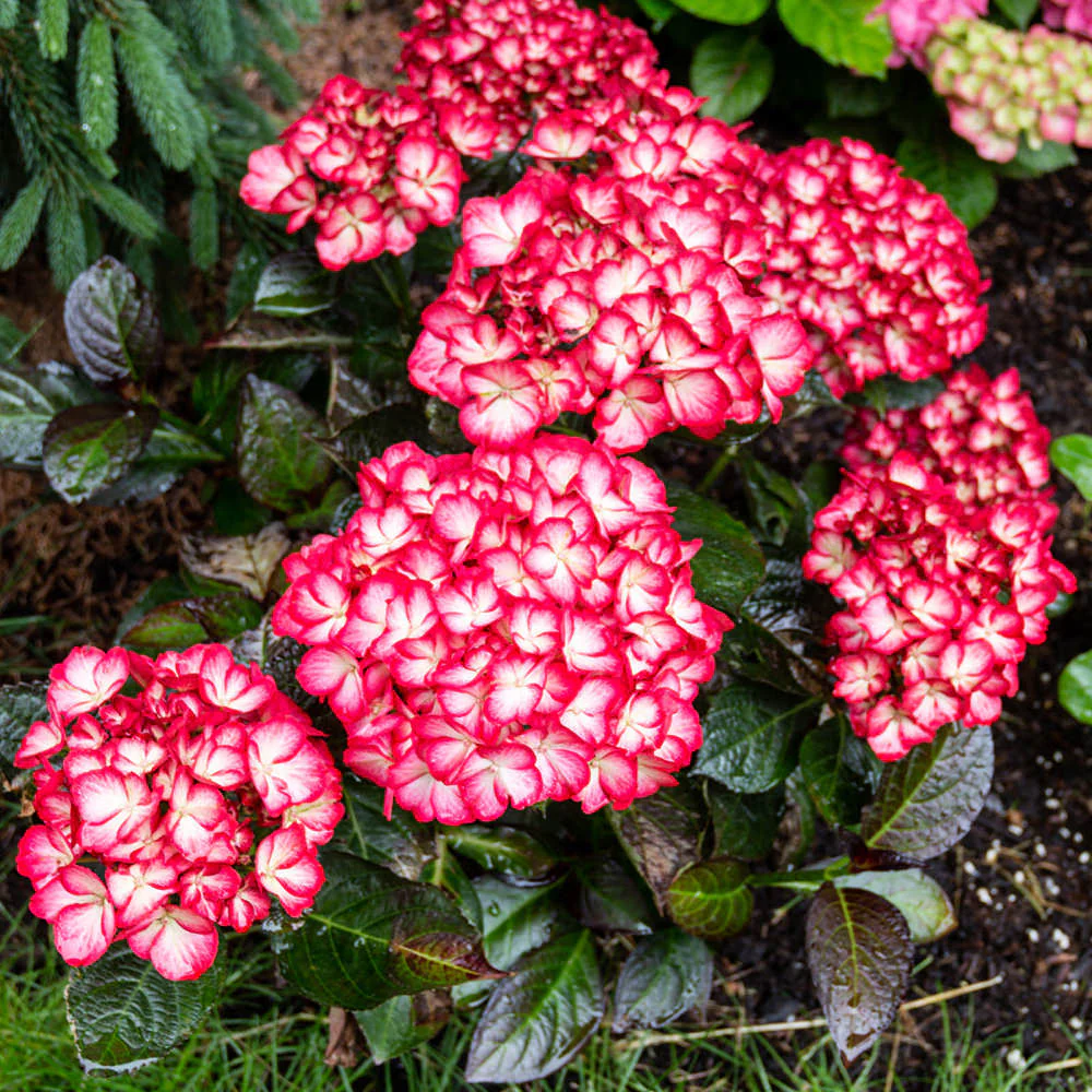 Kimono™ Bigleaf Hydrangea