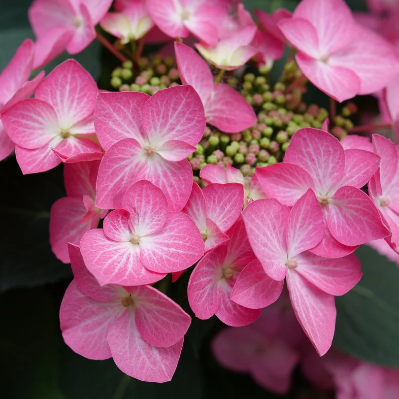 Let’s Dance Hot Stepper™ Bigleaf Hydrangea - Image 3