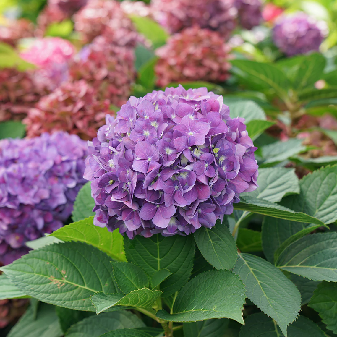 Let's Dance ¡Arriba!™ Bigleaf Hydrangea - Image 2